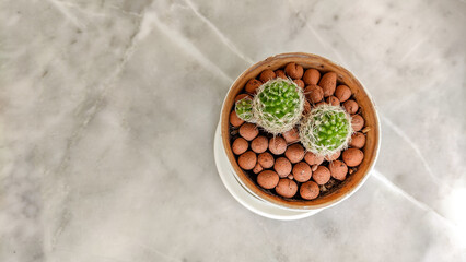 Close up photo of cactus from top view