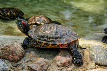 Zoo in Myslecinek quarter in Bydgoszcz, Kuyavian-Pomeranian Voivodeship, Poland.