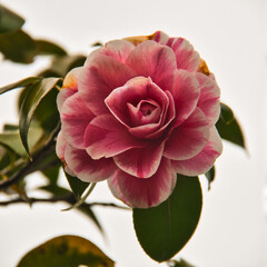Camelia Flower