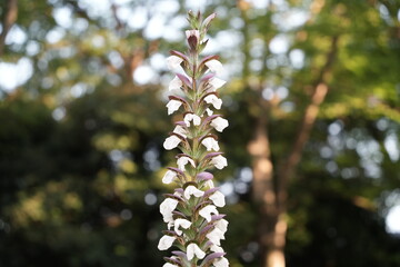 white flower