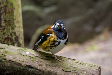 Chestnut-backed thrush Geokichla dohertyi. Jersey Zoo, Channel Islands.