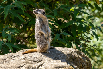 An isolated Meerkat, Suricata suricatta at the zoo.