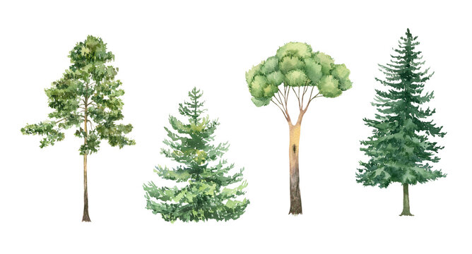 Watercolor forest trees illustration. Pine, fir, evergreen clipart. Woodland hand-painted nature print for kids design, postcards, poster, sublimation, icon
