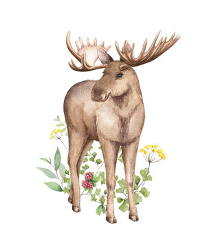 Watercolor moose with wild herbs,  cute forest animal illustration. Woodland hand-painted nature print for kids design, postcards, poster, sublimation, icon