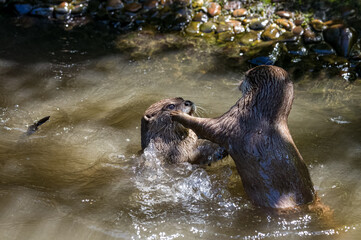 Asian small-clawed otters playing and fighting on the river bank with clear water.