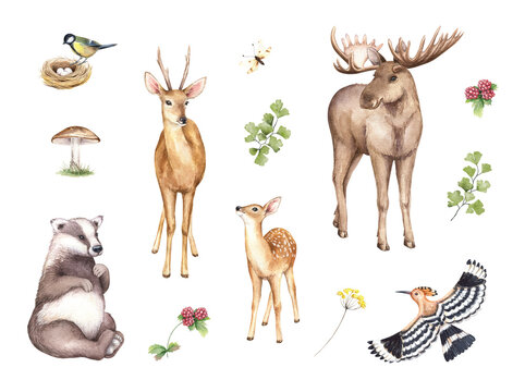 Watercolor moose, fawn, deer, hoopoe, badger, cute forest animals clipart set. Woodland hand-painted nature illustration  for kids design, postcards, poster, sublimation, prints