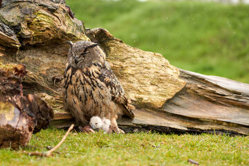 Wild Eurasian Eagle Owls outside their nest. Mother and white chick, they eat a piece of meat