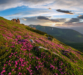 Fototapeta na wymiar Pink rose rhododendron flowers on summer mountain slope, Carpathian, Ukraine.
