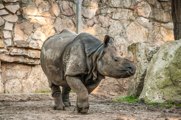 Fototapeta premium rhino in zoo