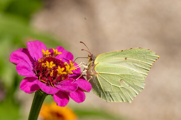 Butterfly on pink Zinnia flower with light colorful blurred bokeh background. Lemon butterfly in detail. animal themes