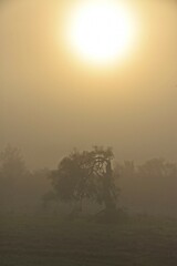 Naklejka na ściany i meble Landscape with an Eucalyptus tree in early morning fog