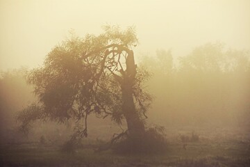 Landscape with an Eucalyptus tree in early morning fog