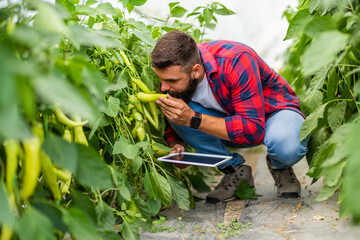 Man is examining progress of chili pepper in his greenhouse in summer.