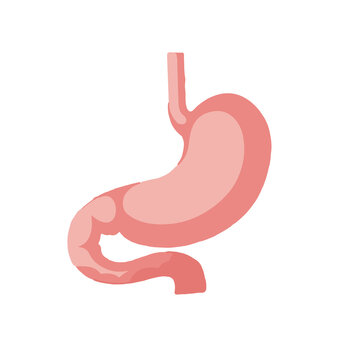 Human internal organ with stomach
