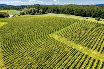 Panoramic view of green countryside and country road