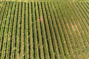 Aerial view from drone of beautiful rows of green vineyard