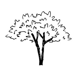 Simple hand drawn black outline vector illustration. Acacia tree isolated on white background. Landscape and nature, vegetation.