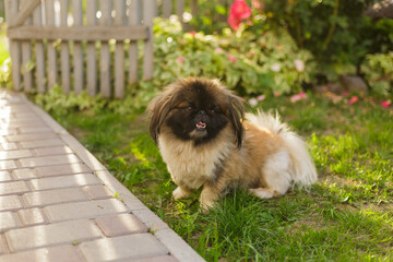 Cute and funny red light pekingese dog. Best human friend. Pretty mature dog in garden around...