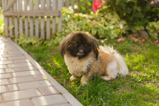 Cute and funny red light pekingese dog. Best human friend. Pretty mature dog in garden around sunlight