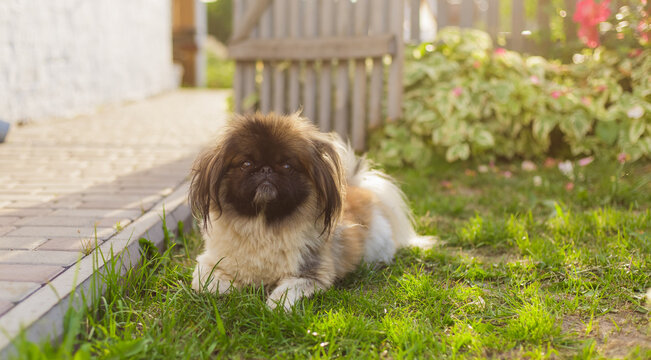 Cute and funny red light pekingese dog. Best human friend. Pretty mature dog in garden around sunlight