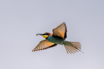 Bienenfresser (Bee Eater)