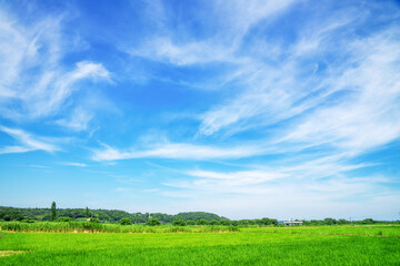 Naklejka premium 田園風景