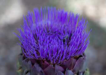 Purple blooming of  Romanesco Artichokes flower (Cynara cardunculus)with insect,also called the artichoke thistle, is a thistle in the family Asteraceae. edible 