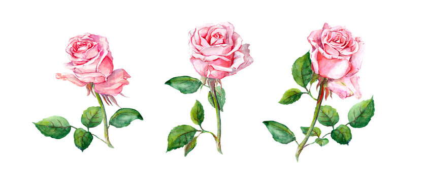 Set of pink roses with stems, leaves. Watercolor