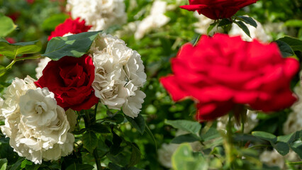 Beautiful red and white roses