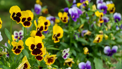 Beautiful pansies sway in the wind