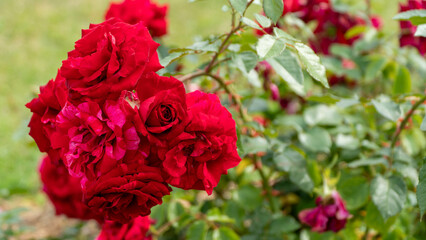 Beautiful red and white roses