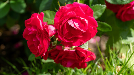 Beautiful red and white roses