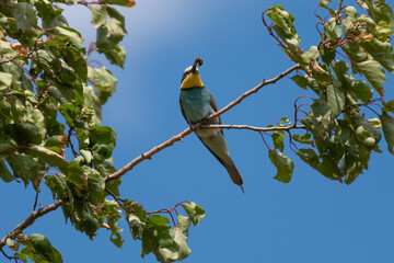 Fototapeta premium Bienenfresser (Bee Eater)