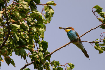 Bienenfresser (Bee Eater)