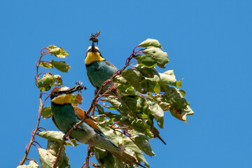 Bienenfresser (Bee Eater)