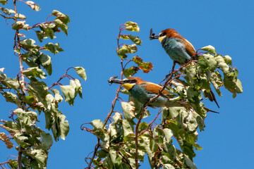Bienenfresser (Bee Eater)