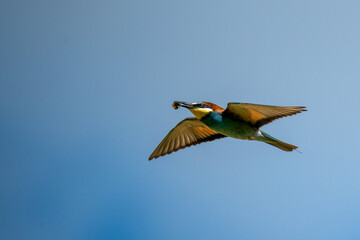 Bienenfresser (Bee Eater)