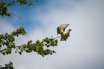 Bienenfresser (Bee Eater)