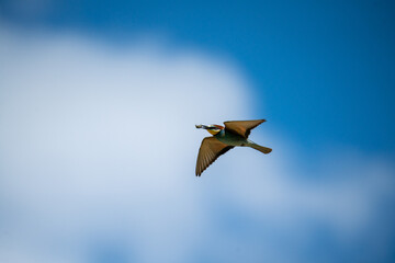Bienenfresser (Bee Eater)