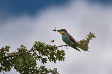 Bienenfresser (Bee Eater)