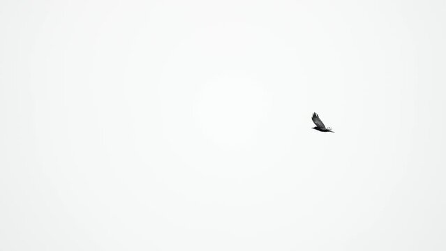 Black Crow raven jackdaw bird flying slow motion wings beating. Cloudy sky. Beautiful bird lonely fly in spring day
