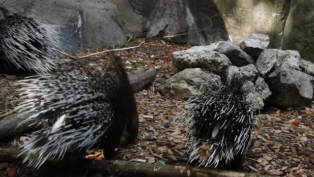 A group of porcupines (Hystrix indica) in the zoo
