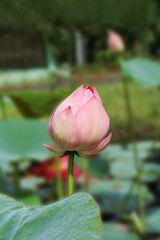 lotus flower in the park