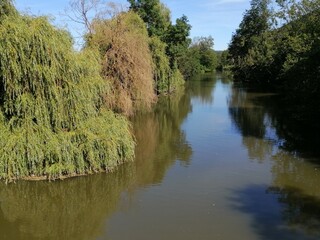 Fototapeta na wymiar Tree River in the sommer