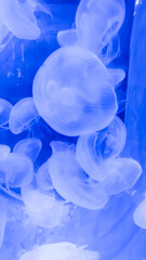 Close up photo of jellyfish group