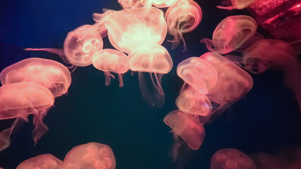 Close up photo of jellyfish group