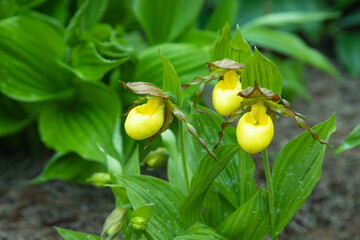 Beautiful orchid flowers of yellow color. Lady's-slipper  hybrids.
