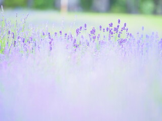 北海道の夏風景 富良野ラベンダー