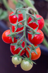 Ripe and Unripe cherry tomatoes hanging on branches in home garden, Fresh Green cherry tomatoes vines.Plant based diet,vegetable. Summer plants,Organic garden in the countryside