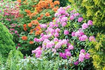 Obraz premium Beautiful azalea flowers of pink and orange color. rhododendron